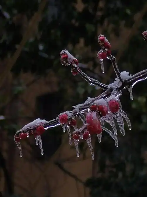 雪压冰欺梅花依然唤春归