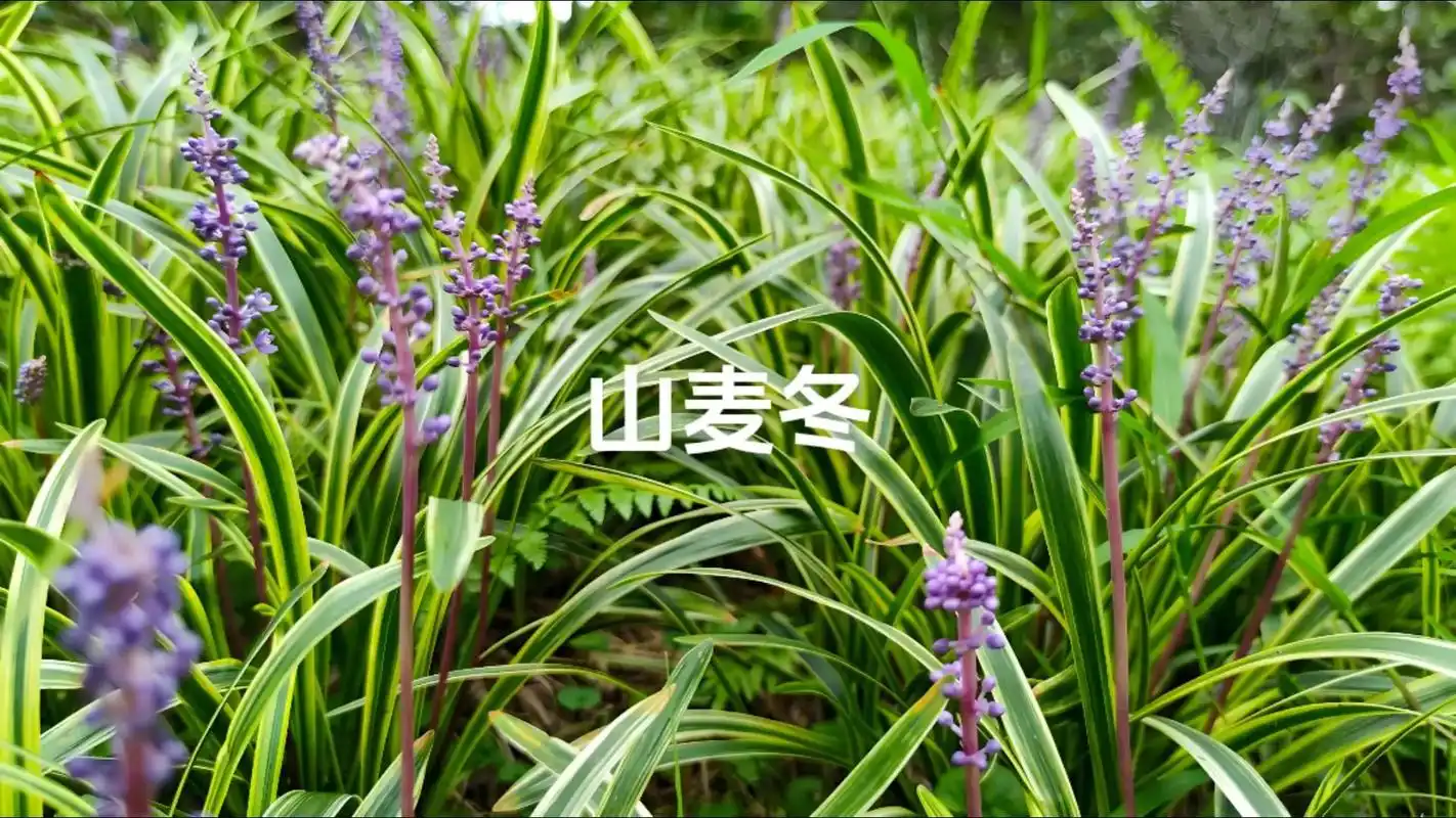 山麦冬.别名:土麦冬,湖北麦冬.性微寒,味甘,微苦.养阴生津,润肺清心.