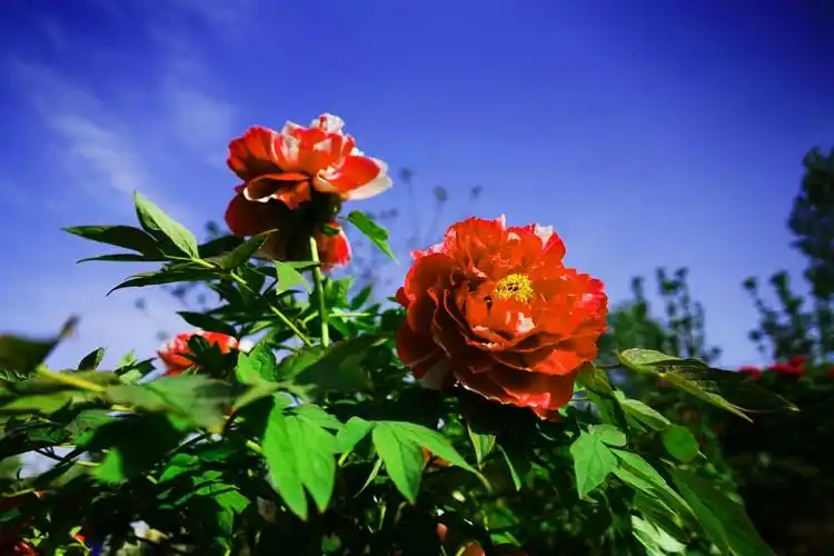 蓝天白云飘,邙山牡丹笑.