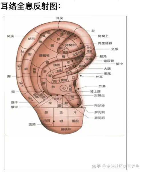耳朵全息培训教案 - 知乎