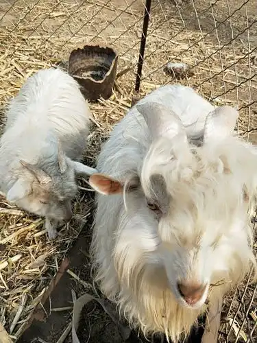 漂亮的长毛山羊!