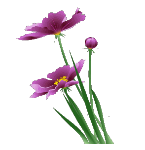 【转载】【自制透明gif图片】花草系列04