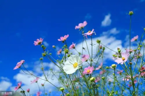 精致唯美的人生感悟句子,充满阳光,让人一见倾心