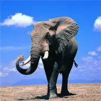 微信大象_微信头像图片大全