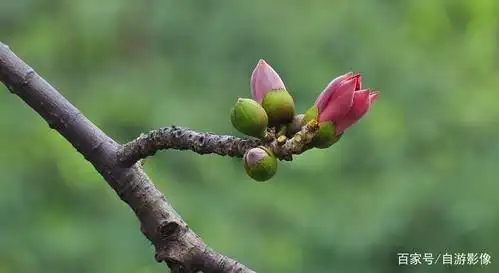 广东东莞虎门,木棉花