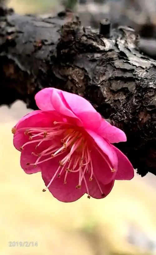 雨中的校园梅花(手机微距镜头拍摄)