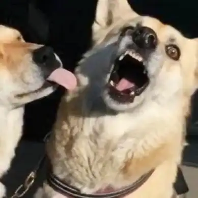 搞笑可爱情头高清好看的情侣头像逗比可爱一对两张