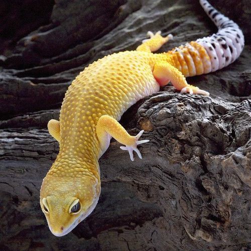 朵芮蜜豹纹守宫活体蜥蜴宠物活物幼体小可爱异宠懒人苗子入门爬宠小