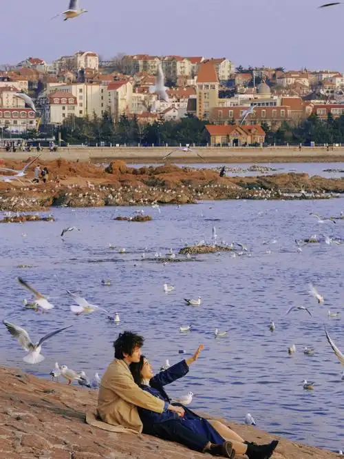 青岛61栈桥海鸥吟唱着冬日恋歌