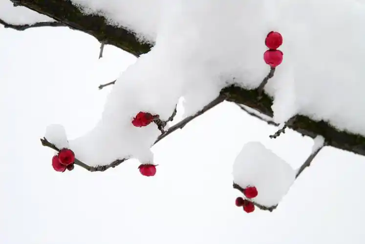 插图日志,寒梅傲雪自芬芳