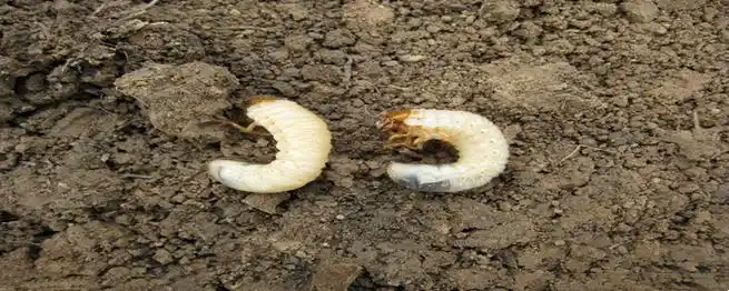 花生地里的白色虫子叫什么