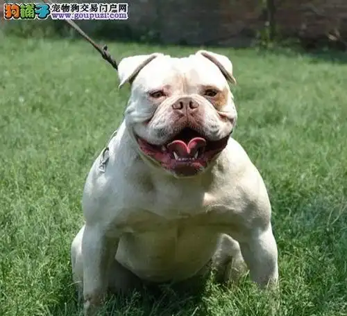 中山市出售           美国斗牛犬            疫苗齐全