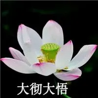 出水芙蓉唯美微信头像