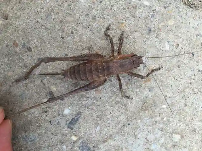 灶马蟋怎么消灭 - 837常识大全网