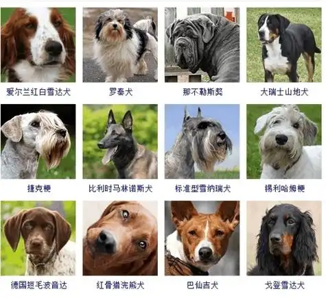 100种常见狗名字(盘点最多狗用的名字)