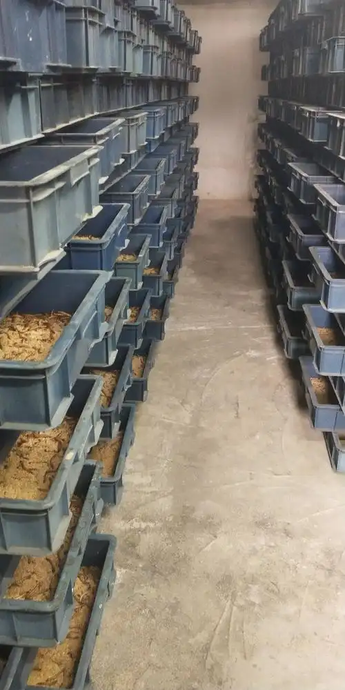 活体大麦虫养殖场直销