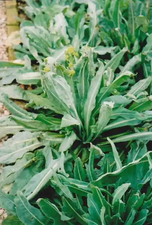 p data-id="gnstpkzt17">板蓝根是多种植物的别称,如马蓝属植物板蓝