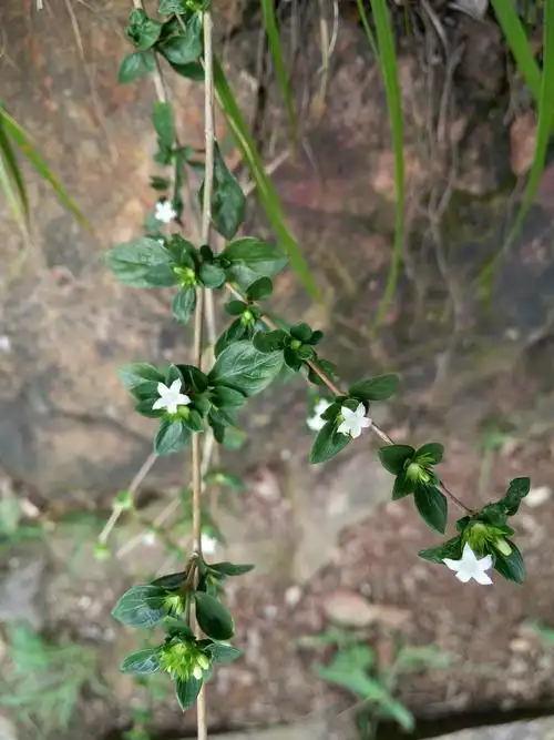 林添财的相册-送你一朵fafa