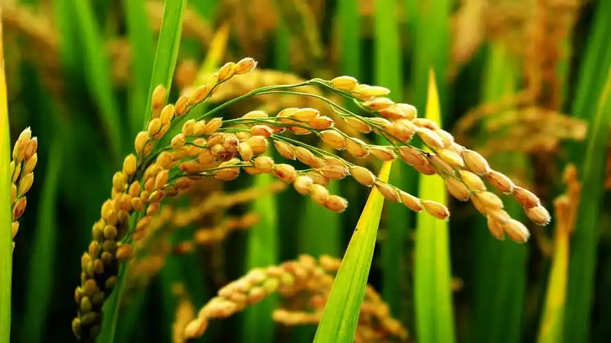 广阔稻田唯美高清桌面壁纸