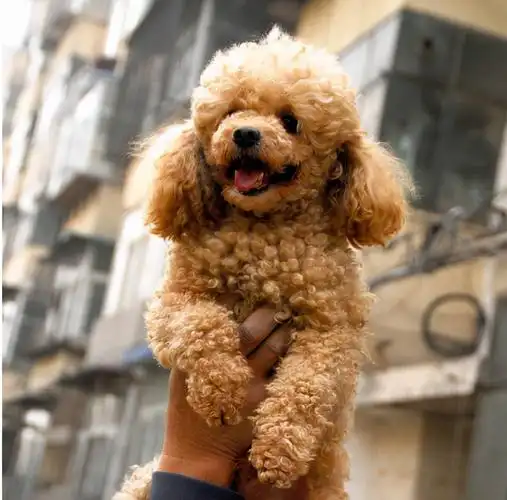 为何"泰迪"价格跌破低价,养的人却少了?