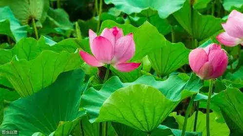 此情此景天上有,映日荷花别样红