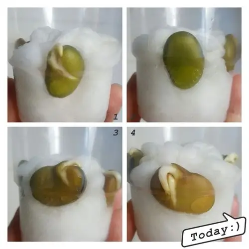 吴佳澍种蚕豆日记.