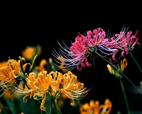 写美篇七绝《无题》 彼岸花开香彼岸,忘川河水忘川流