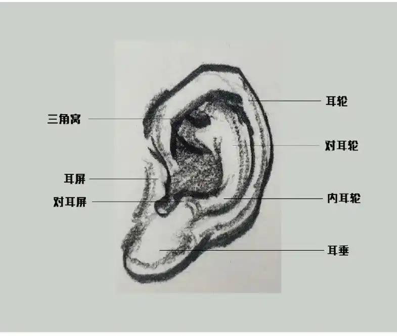 三步画好速写耳朵.#美术生 #速写 #画画 #艺考集训 #联 - 抖音