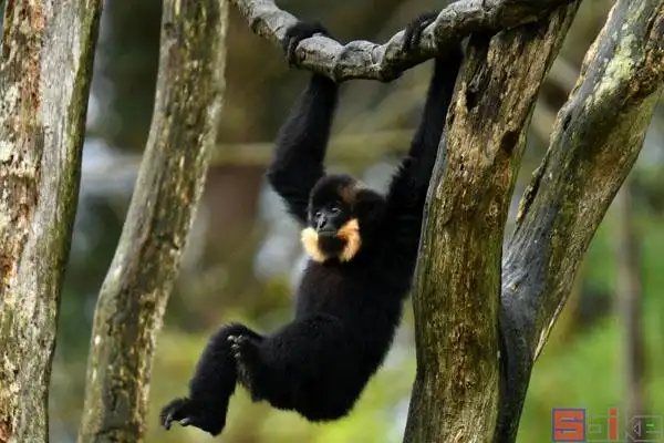 中长哺乳动物百科图片_品种大全_饲养繁殖_雌雄鉴别_sbike