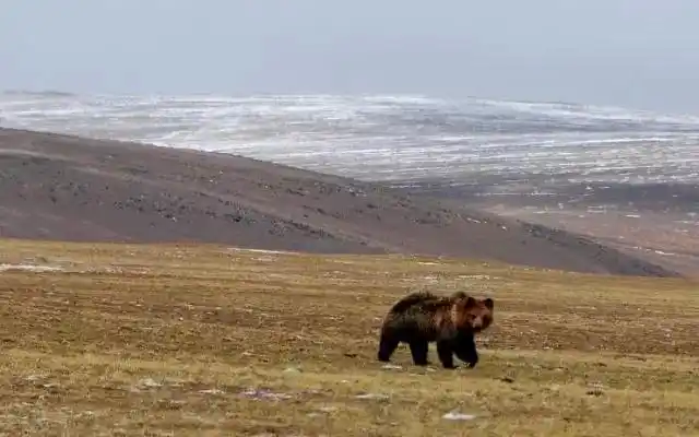 杨柳松七十七天成功走出羌塘无人区而李聪明却将生命永远留在那