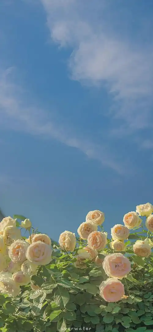 看看大家的锁屏壁纸