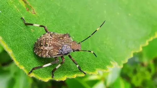 虫趣—蝽《石头树的美篇》