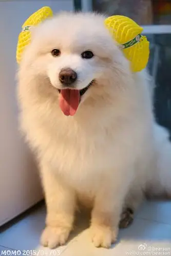 momo @bearsun 可爱 萌宠 狗 动物 呆萌 摄影 软二