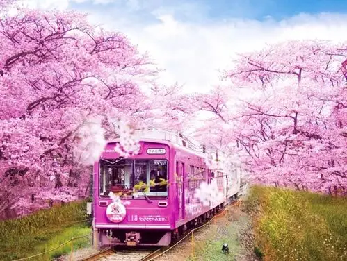 首届烟台市民文化节莱阳赏花游继续播报2019莱阳濯村第五届樱花花海