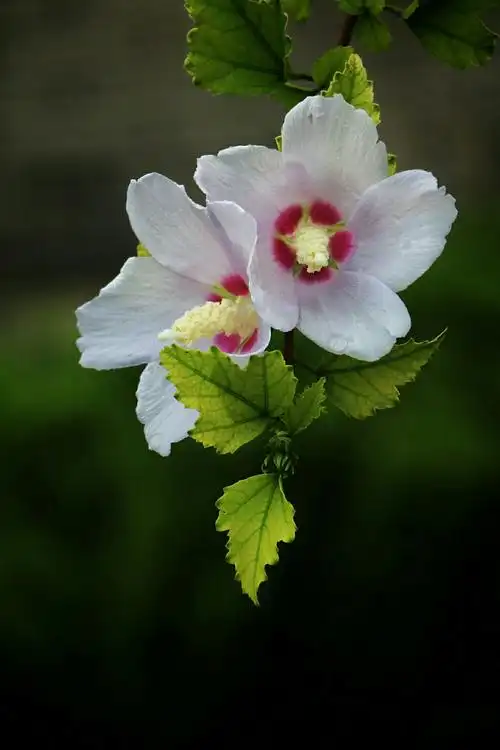 1440_2160竖版 竖屏