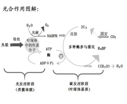 对于 有氧呼吸 无氧呼吸反应方程式 不过多强调