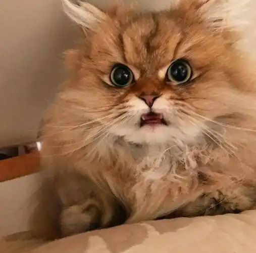 就算平常面无表情看起来也是又凶又萌,人家可不是走可爱路线的,特别是