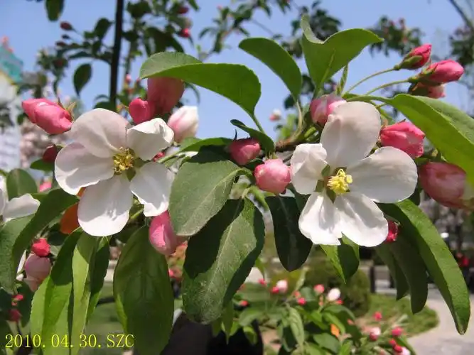 花木赏悦(12)花中国艳-海棠