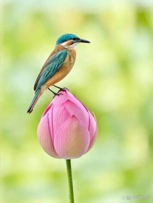 荷花与鸟儿的夏日之舞!就在成都彭州的鹿鸣荷畔