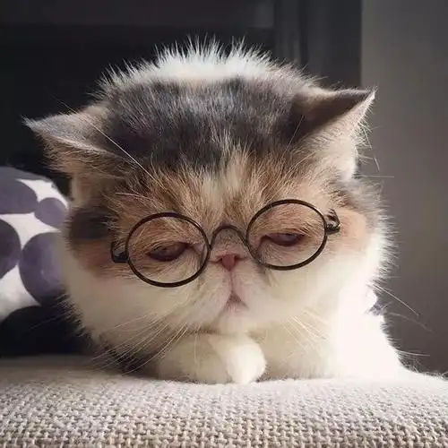 猫咪头像严肃