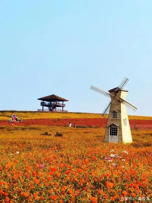 25分钟就能到的人间仙境,承包了徐州最火的花海!去的人已被堵哭