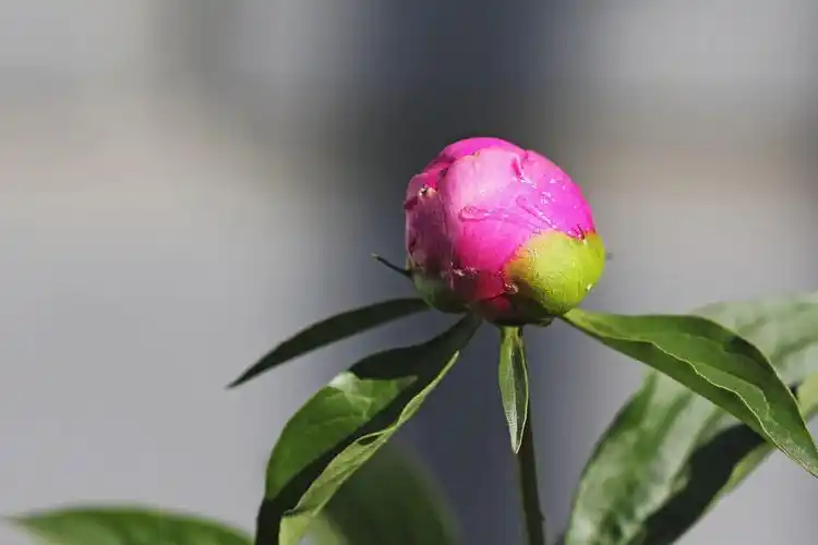 【套图】【芍药—花蕾】-蜂鸟网