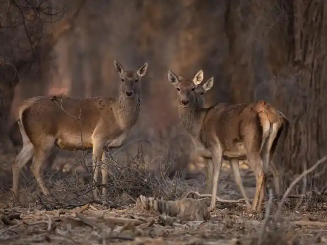 塔里木野生马鹿