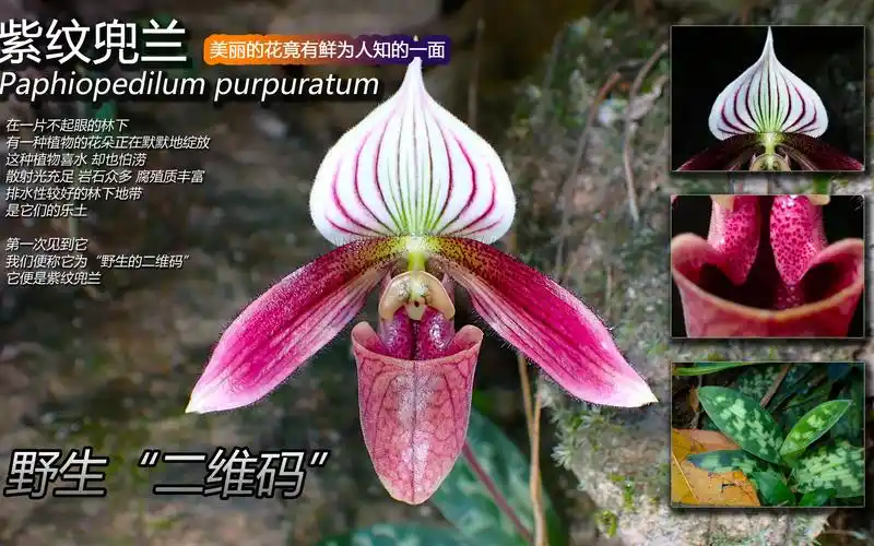 野生"二维码" —— 紫纹兜兰原来还是个"大骗子"
