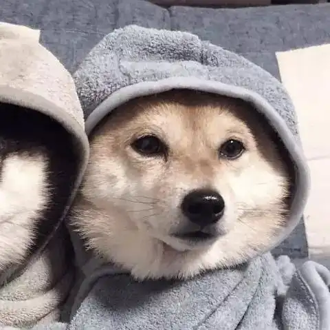 求这个狗狗头像的另一半可能有貌似是情侣头像