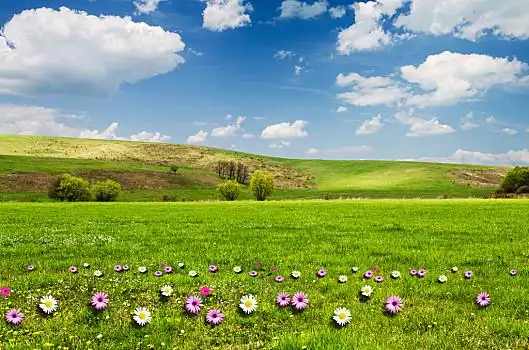 花圃,蓝天,漂亮,背景
