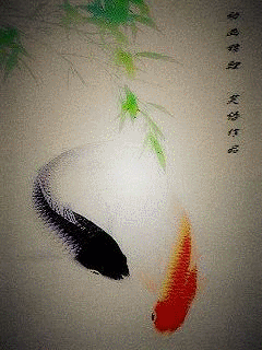 动态锦鲤手机壁纸 240x320