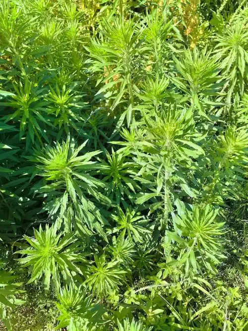 小飞蓬@江苏大学 (13).jpg