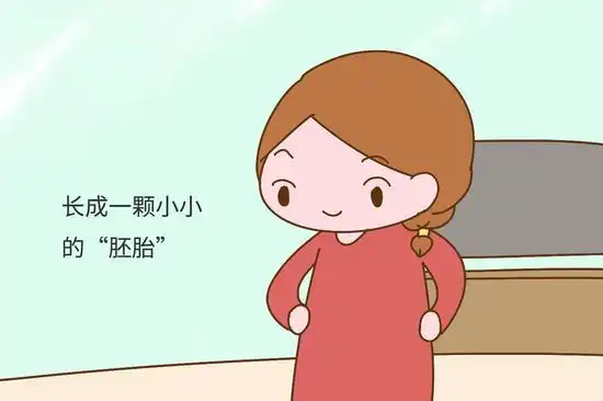 怀孕后前三个月胎宝在忙什么