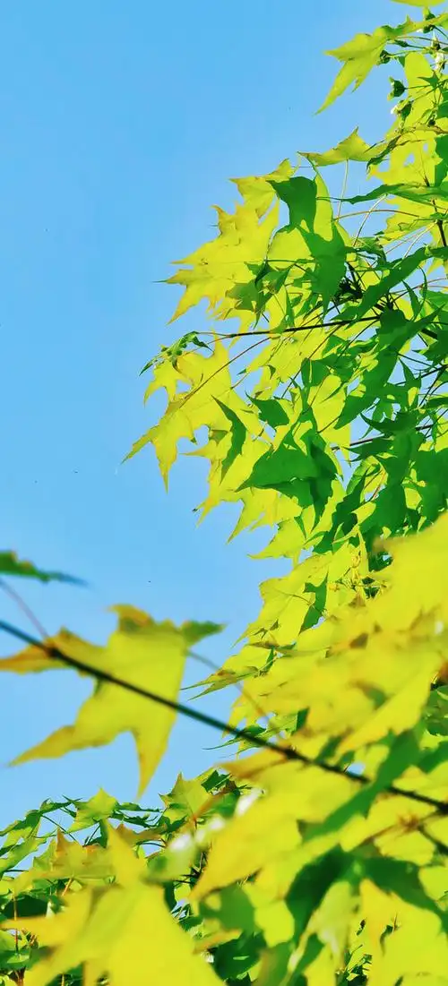 护眼·绿叶·蓝天